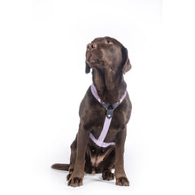 Load image into Gallery viewer, Amitye Dog Harness