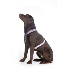Load image into Gallery viewer, Amitye Dog Harness