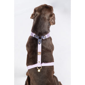 Amitye Dog Harness