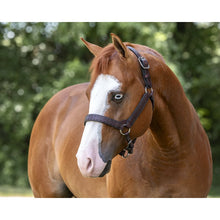 Load image into Gallery viewer, Buck Stitch Leather Halter