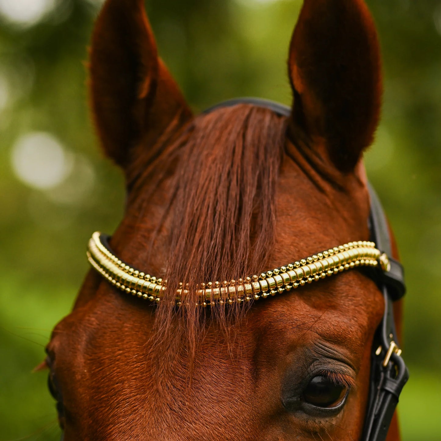 Delta Bridle (Cavesson) (No reins)
