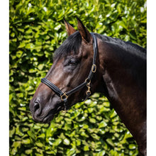 Load image into Gallery viewer, Rego Padded Leather Head Collar