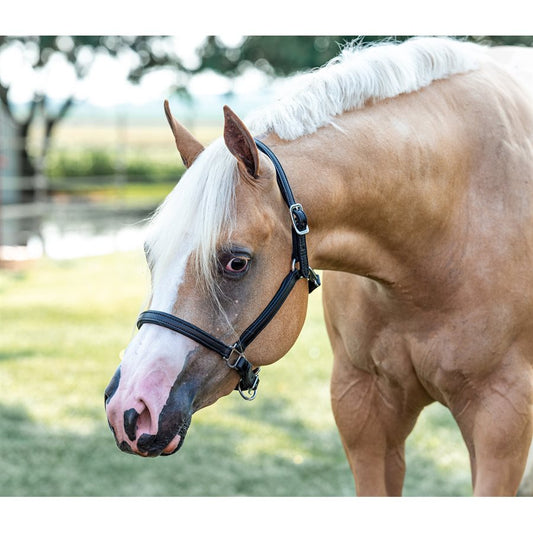 3/4" Padded Leather Halter