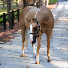 Load image into Gallery viewer, Hollywood Leather Halter