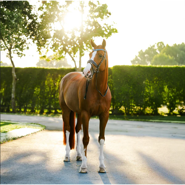 Paris Bridle (Hanoverian) (No reins)