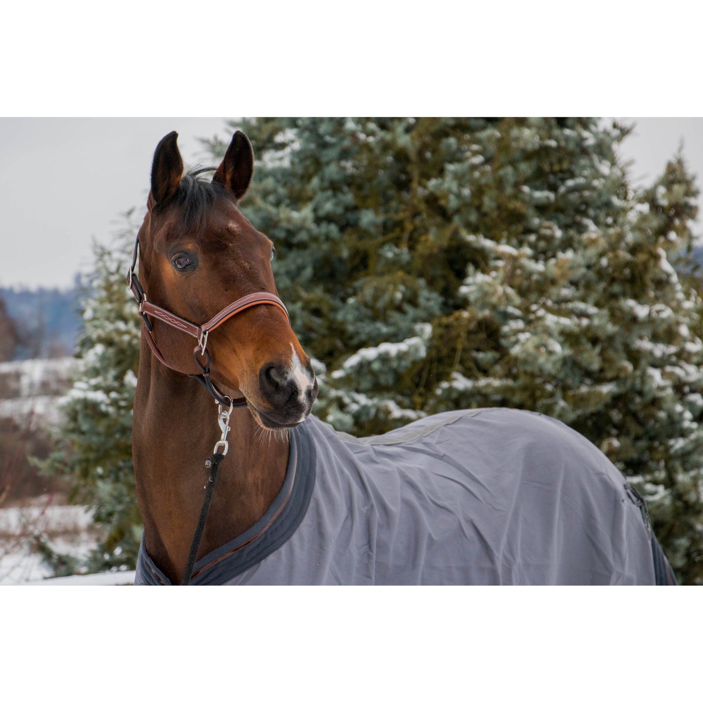 Fancy Stitch Padded Leather Halter