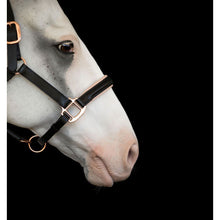 Load image into Gallery viewer, Hollywood Leather Halter