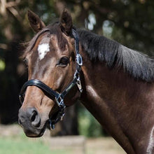 Load image into Gallery viewer, Alize Leather Halter