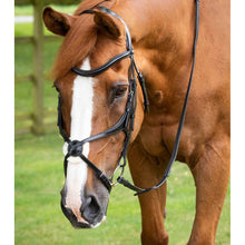 Load image into Gallery viewer, Glorioso Grackle Bridle (No reins)