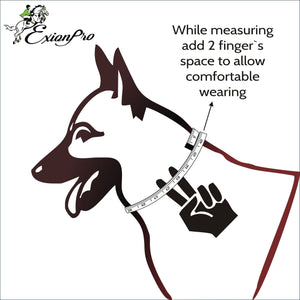 Fancy Stitch Padded Leather Dog Collar