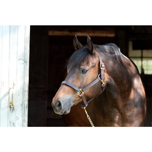 Professional Leather Show Halter