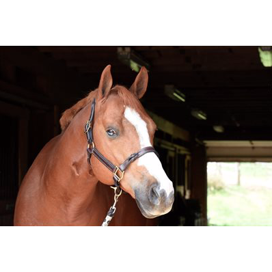 Havana Twisted Leather Halter