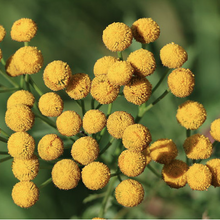 Load image into Gallery viewer, PROTECT & RELIEF Paddock Spray - 500ml-Equidae-Tacklet