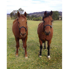 Load image into Gallery viewer, Black PVC Halter - Stainless Steel Fittings with Engraved Horse Nameplate