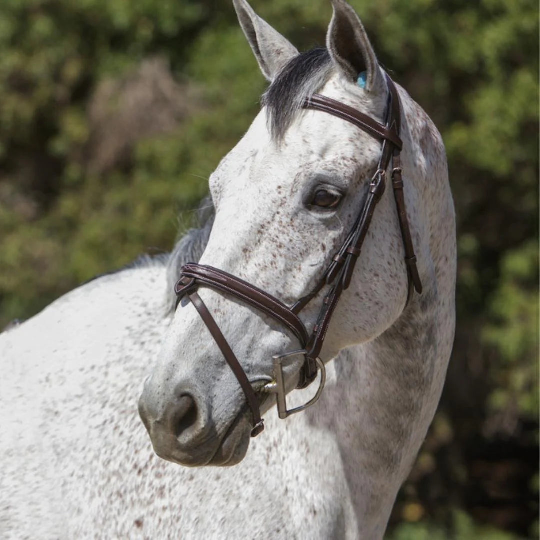 Fancy Stitch Padded Hanoverian Noseband