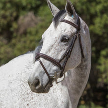 Load image into Gallery viewer, Fancy Stitch Padded Hanoverian Noseband