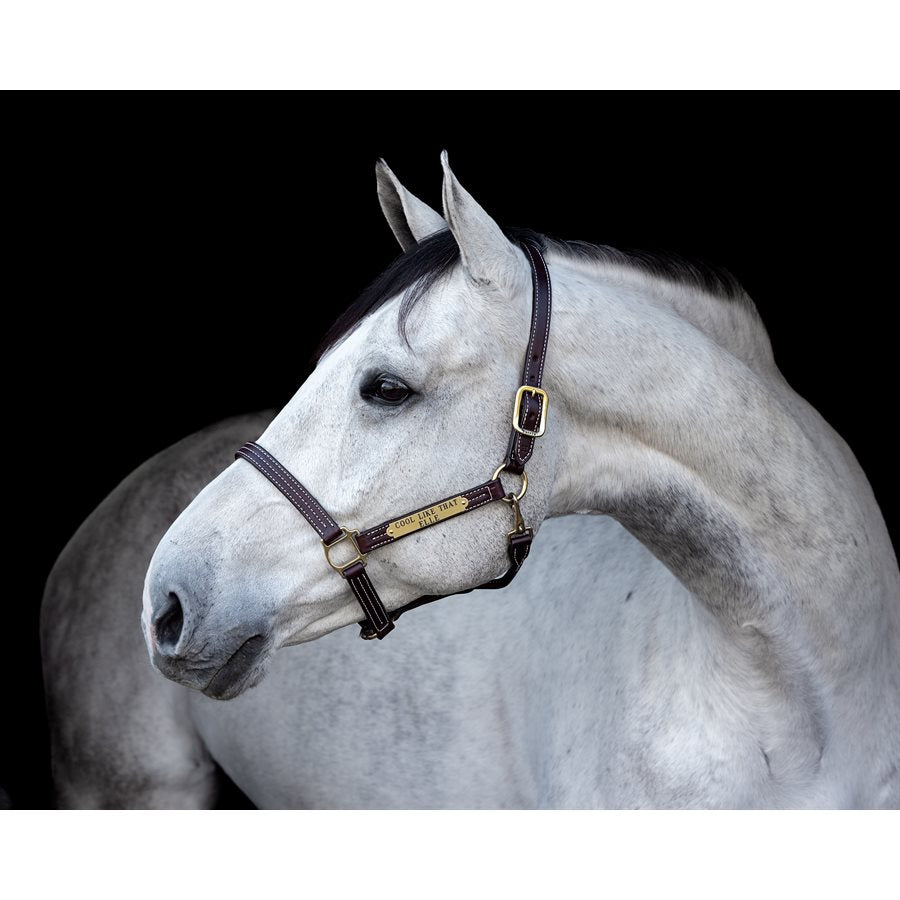 Professional Leather Show Halter w/plate