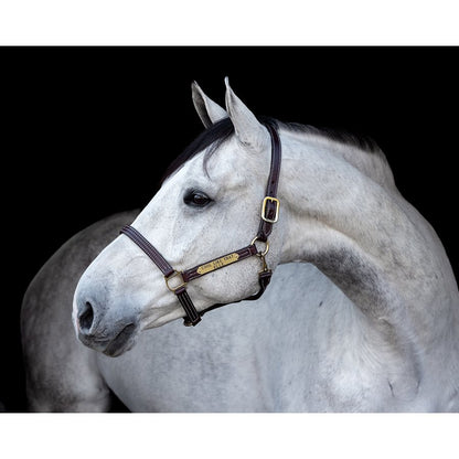 Professional Leather Show Halter w/plate