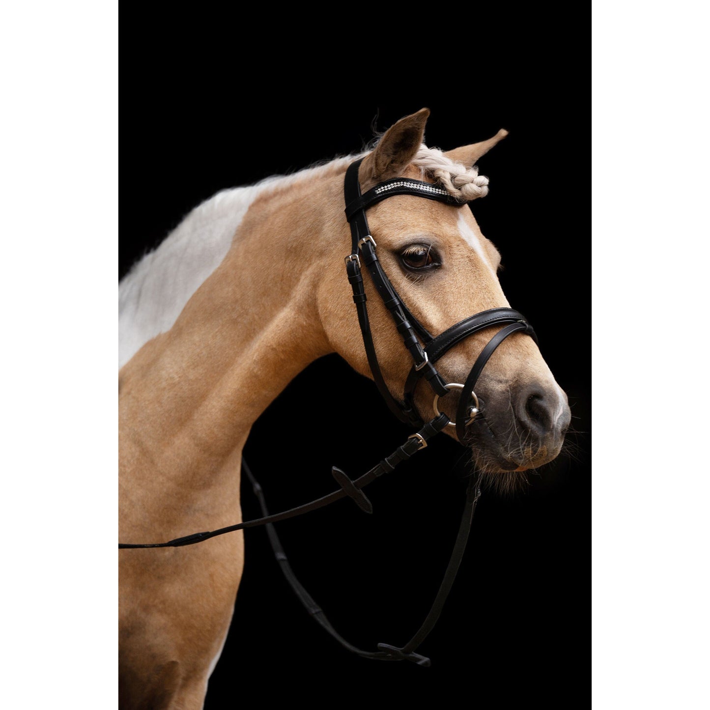 Little Star Bridle