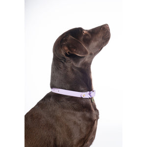 Amitye Dog Collar