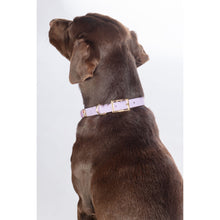 Load image into Gallery viewer, Amitye Dog Collar