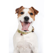 Load image into Gallery viewer, Amitye Dog Collar