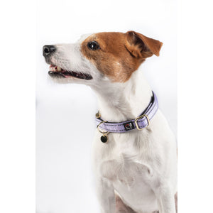 Amitye Nylon Dog Collar