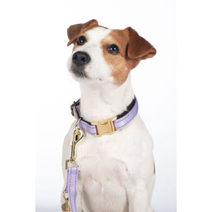 Amitye Nylon Dog Collar