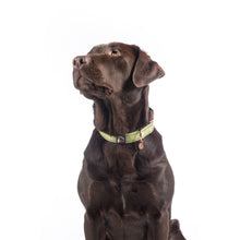 Load image into Gallery viewer, Amitye Nylon Dog Collar