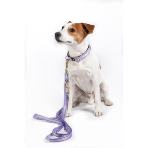 Amitye Nylon Dog Training Leash