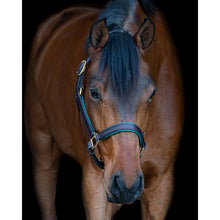 Load image into Gallery viewer, Padded Leather Halter