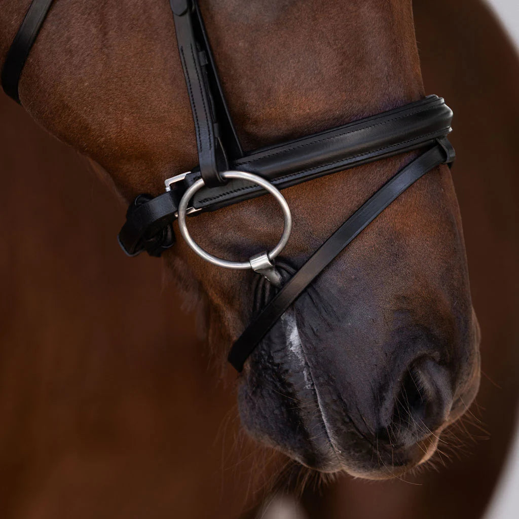 Demi Bridle (Hanoverian) (No reins)