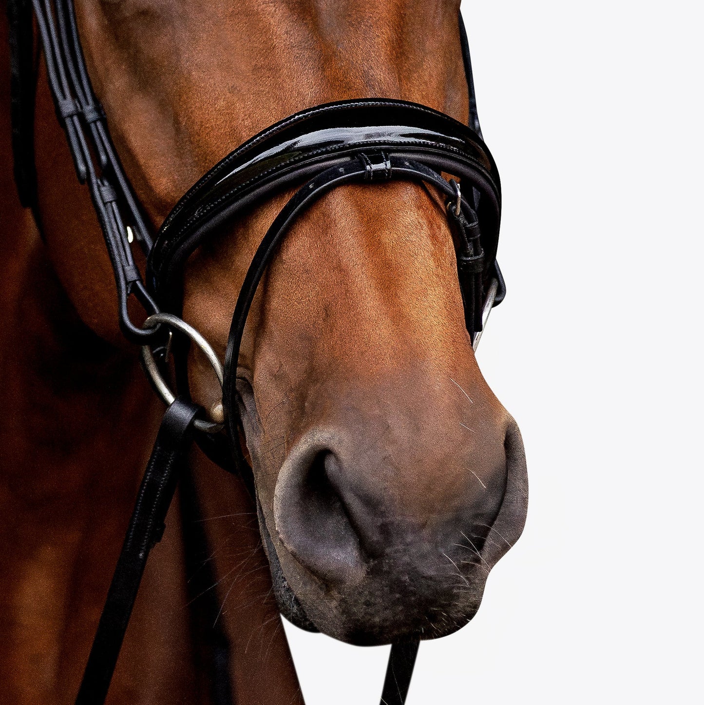 Aurelie Leather Bridle (Hanoverian) (No reins)