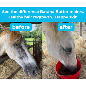 Batana Butter