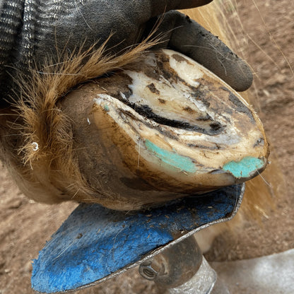 Beeswax Blue Balls®