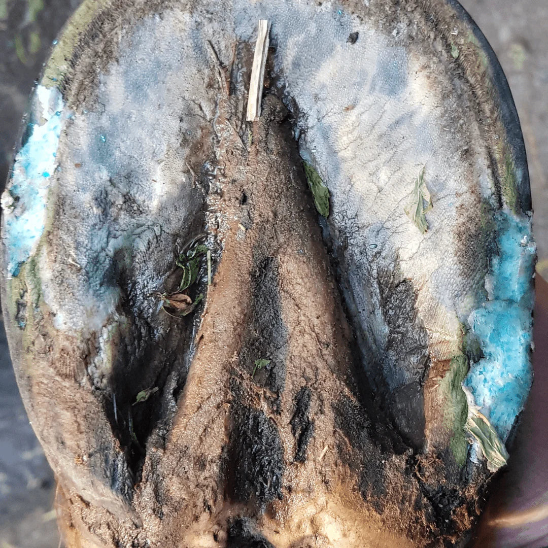 Beeswax Blue Balls®