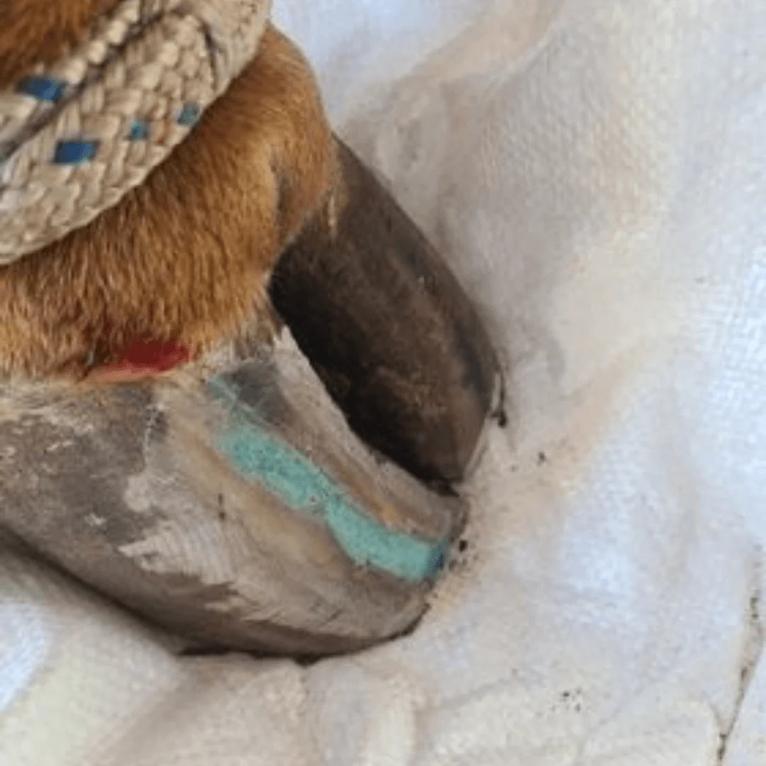 Beeswax Blue Balls®