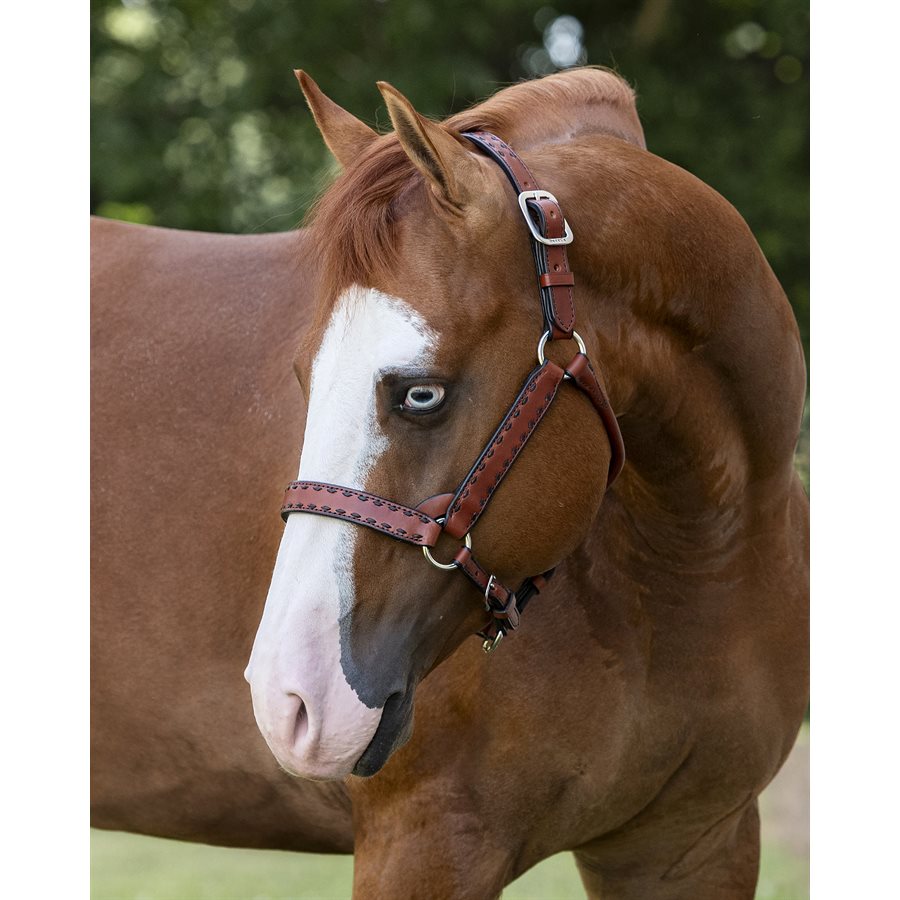 Buck Stitch Leather Halter