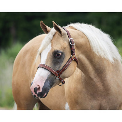 Buck Stitch Leather Halter