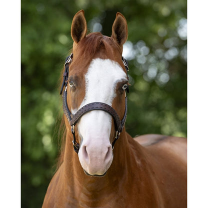 Buck Stitch Leather Halter