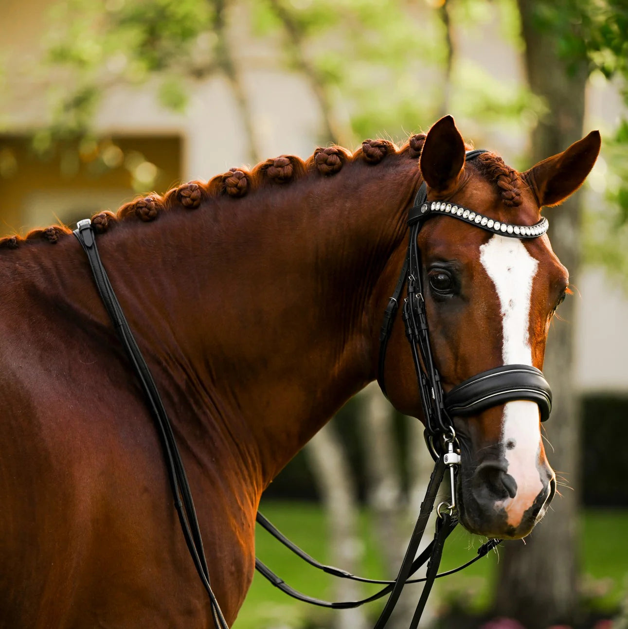 Diva (Double) (No reins)