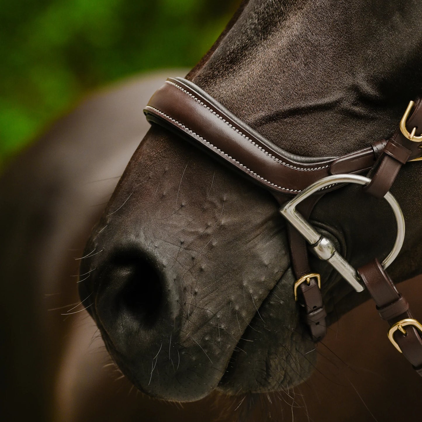 Dallas Bridle (Anatomic) (No reins)