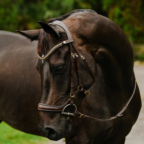 Dallas Bridle (Anatomic) (No reins)
