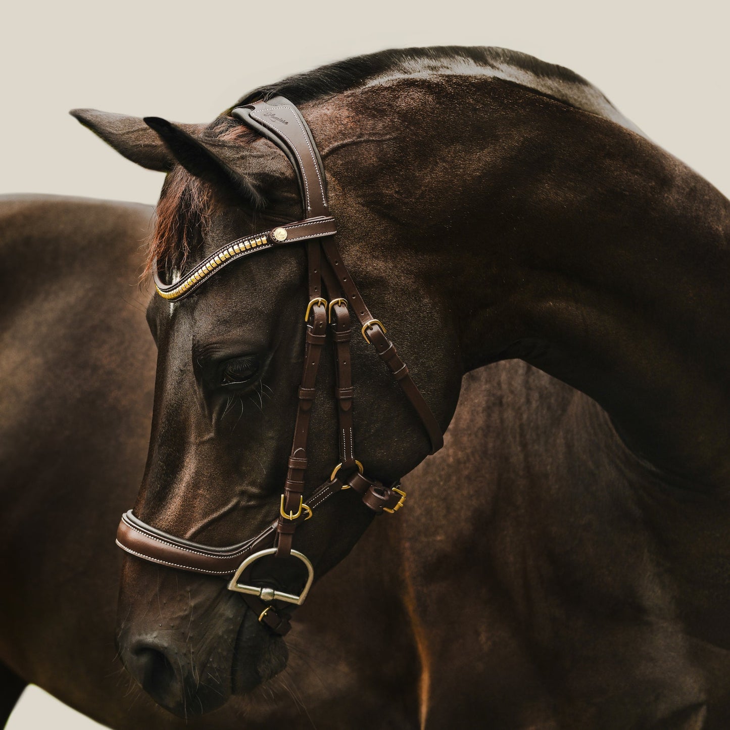 Dallas Bridle (Anatomic) (No reins)