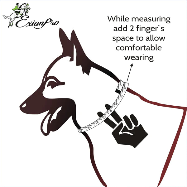 Silver Snaffle Padded Leather Dog Collar