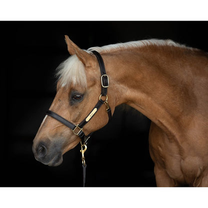 1" Leather Turnout Halter w/plate