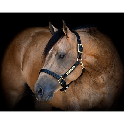 1" Leather Turnout Halter w/plate