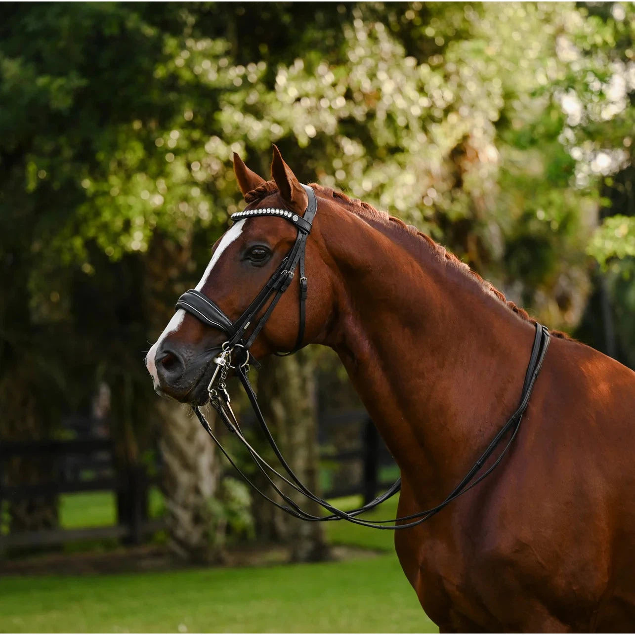 Diva (Double) (No reins)