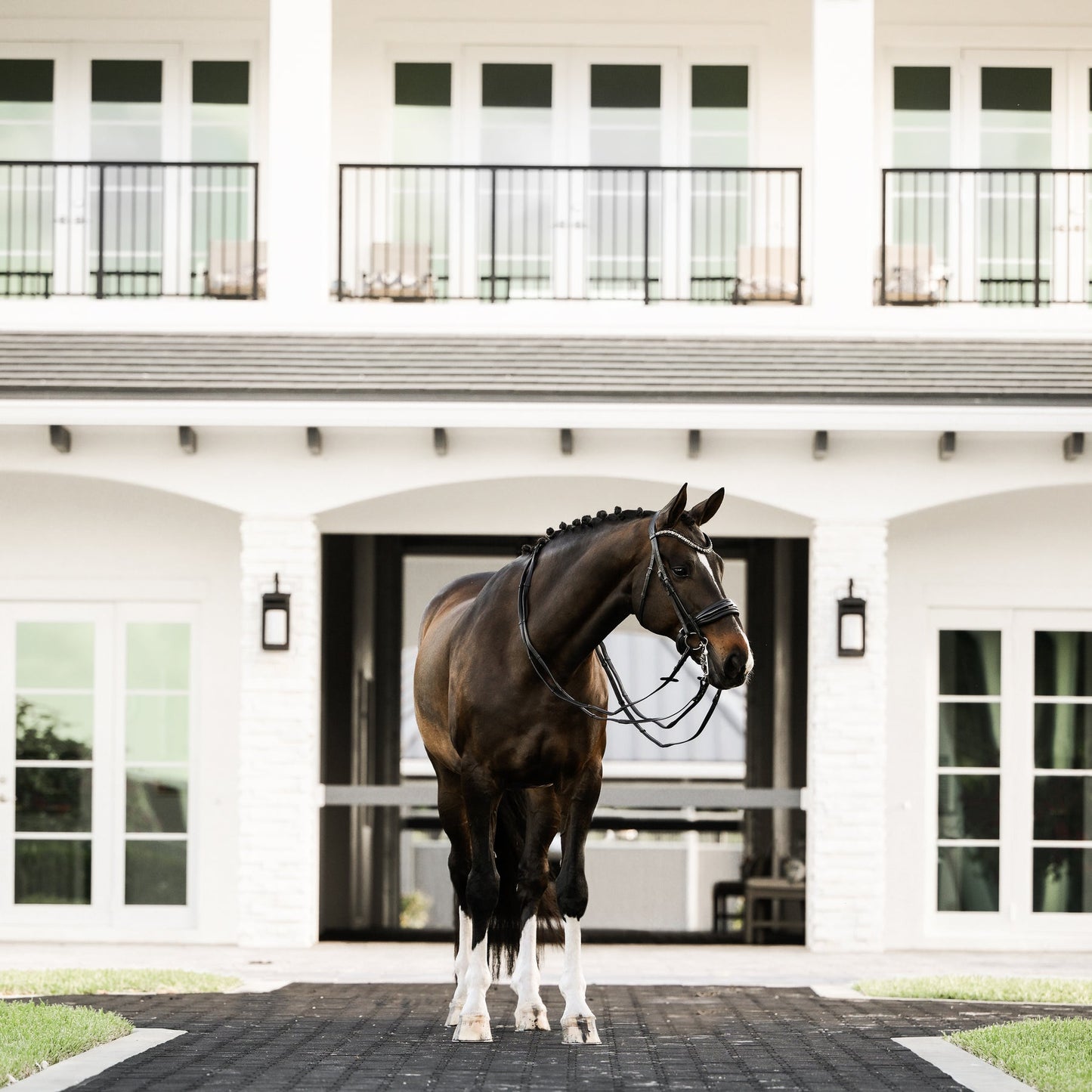 Ariana Bridle (Double) (No reins)