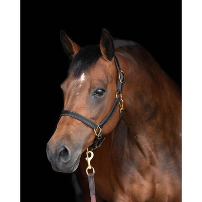 1" Leather Turnout Halter